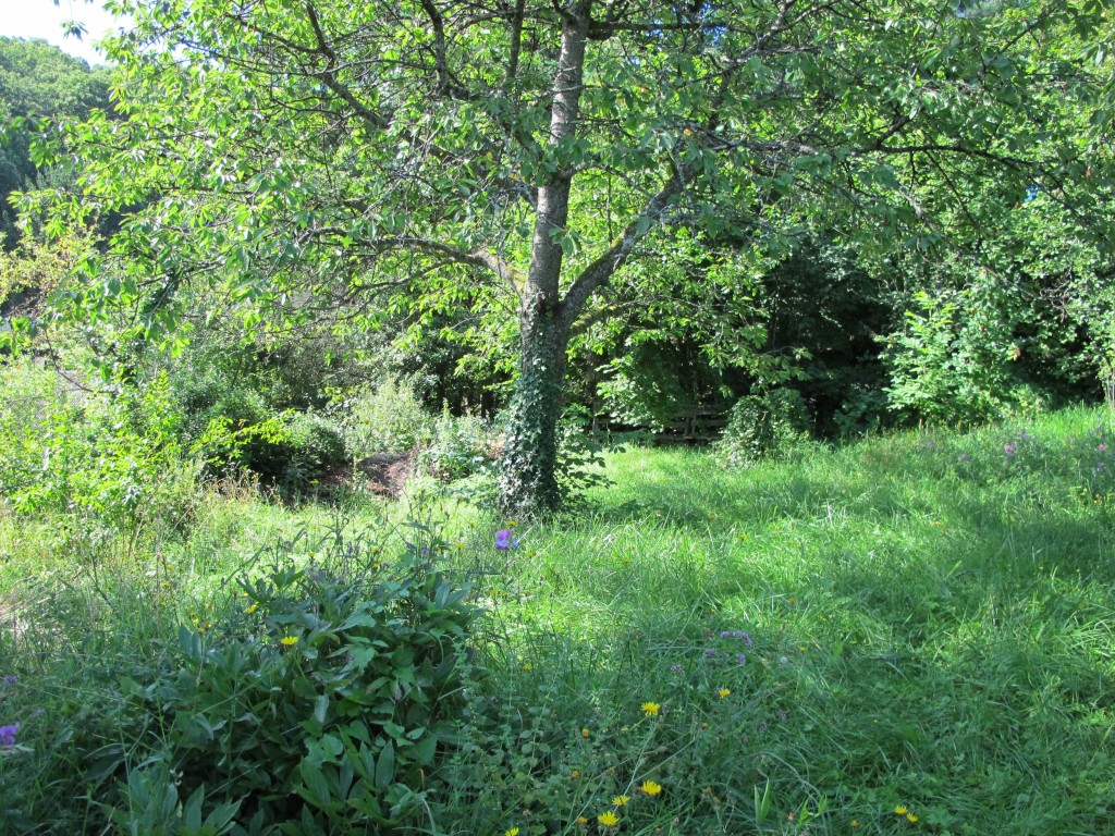wildnis