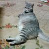 ねこハウス