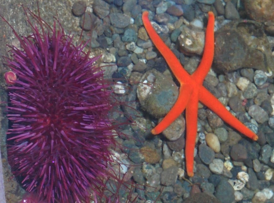 orange and purple
