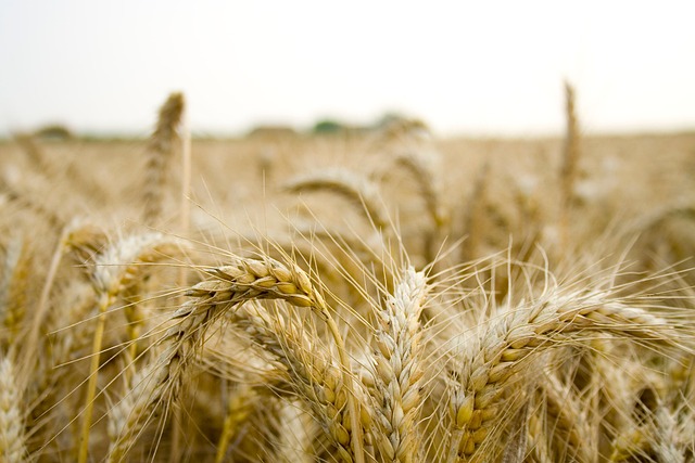 field-6809045_640