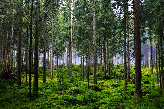 forest-6874717_640