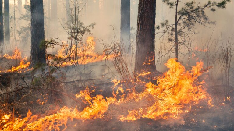 mégot feu de forêt