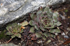 img_0615 img_0615
