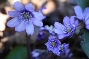img_1359 img_1359