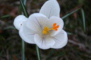 img_1360 img_1360