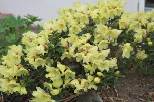 img_1587 img_1587