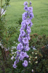 IMG_2792 IMG_2792