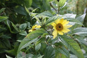 IMG_3478 IMG_3478