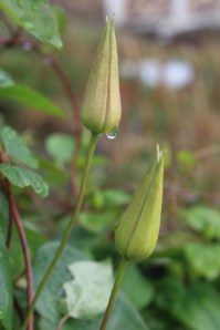 IMG_3481 IMG_3481
