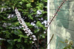IMG_3487 IMG_3487