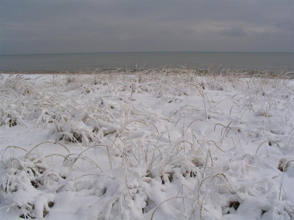 Beachgrass