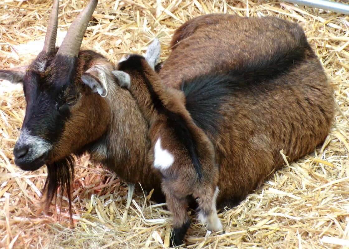 Baby goat climbing up Mum at Elysian.
