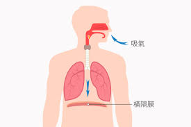 躺着就能做！腹式呼吸锻炼呼吸肌，还能助眠 ...