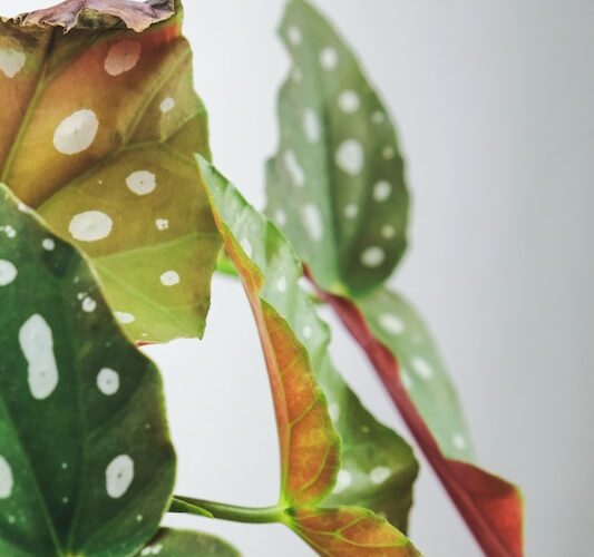 Begonia stekken