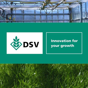DSV fűmagok