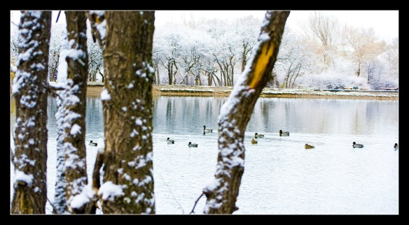 ducks in the pond2