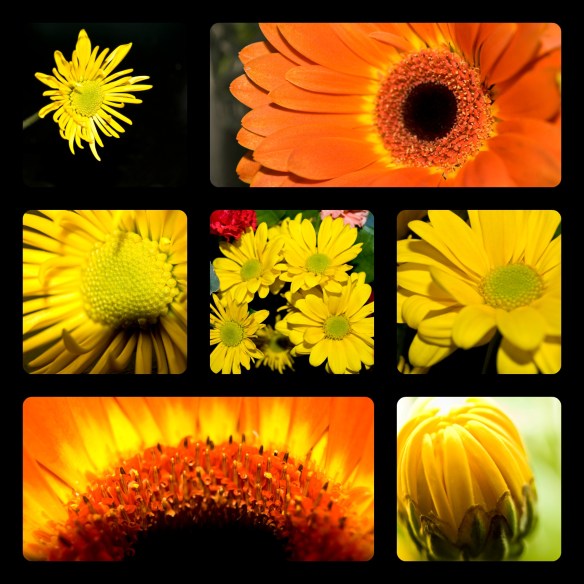 daisycollage