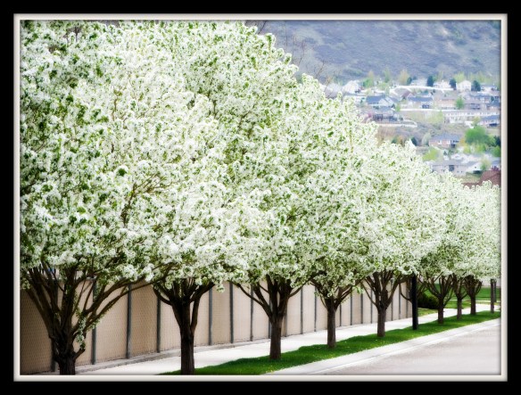 rowoftrees