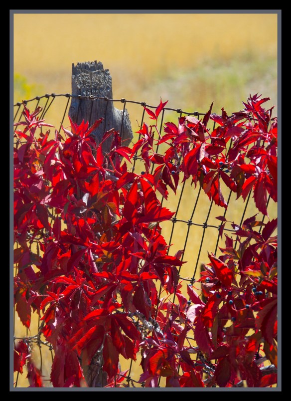 fallfencepost