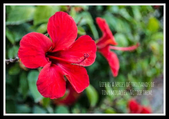 redflowerquote