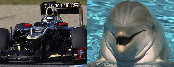 Lotus delfin