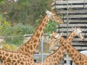 Zoo of Vincennes.