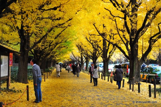 Autumn in Tokyo, from Shibuya246.com