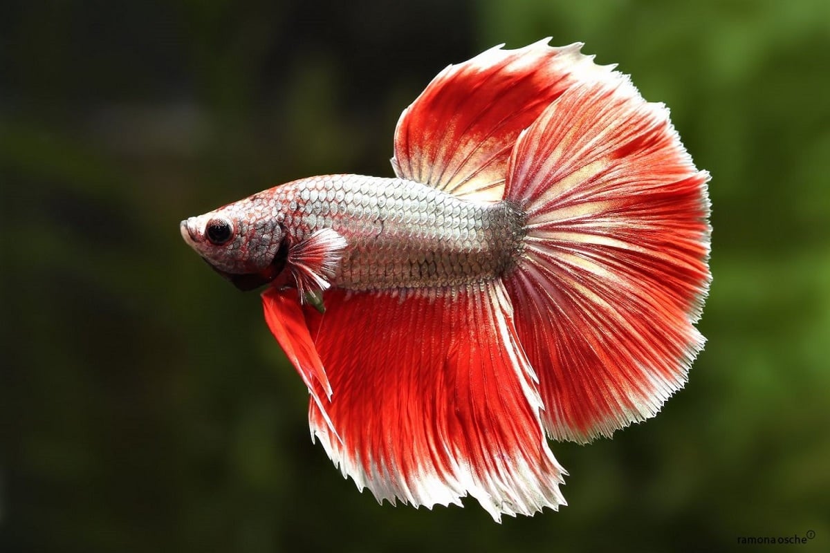 white spots on betta fish