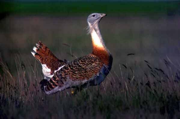 Túzok