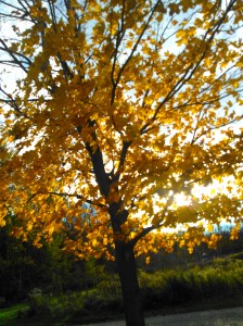 smile fall