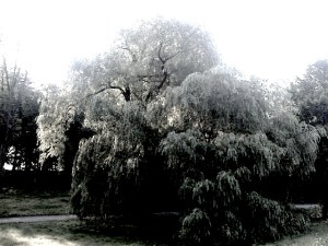 haunted willow