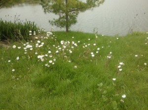 WP_002803