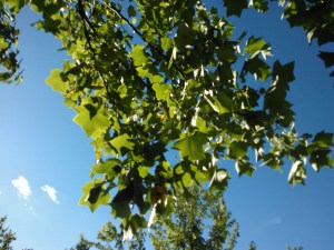 WP_000795