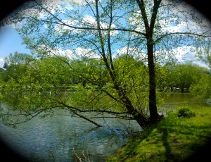 tree love