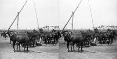 A felvétel 1900 előtt készült., 1900, SZTFH Földtani Szolgálatának gyűjteménye, Eötvös Loránd, sztereófotó, itatás, gulyás, ménes, Fortepan #303160