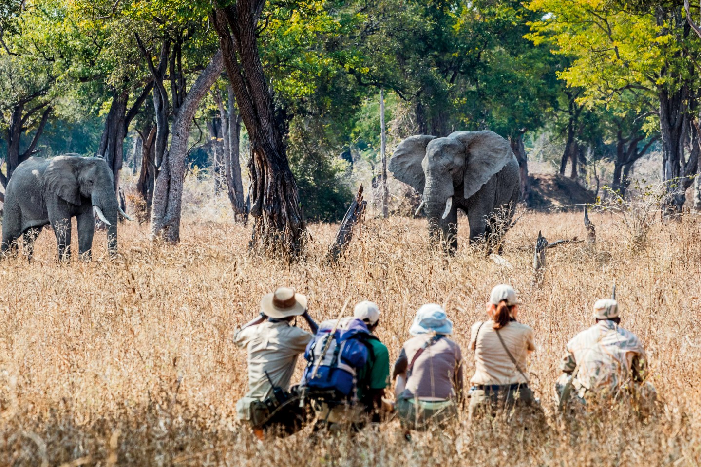 How to safari without the Jeep