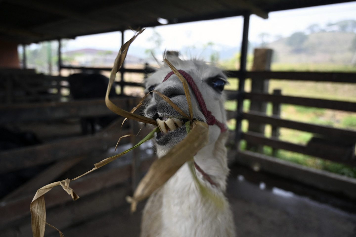 A llama at the Joya Grande Zoo in Honduras.