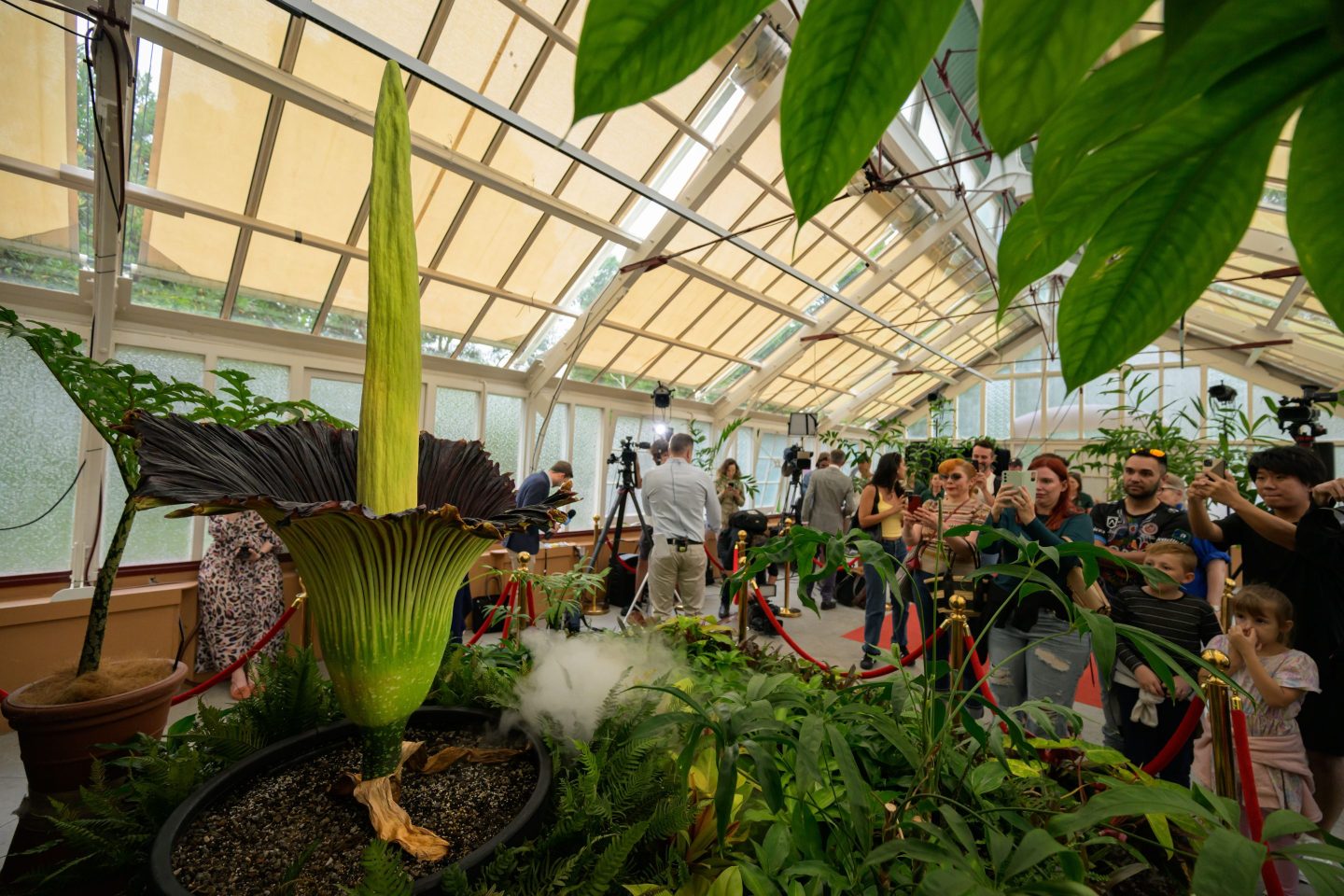 corpse flower blooming