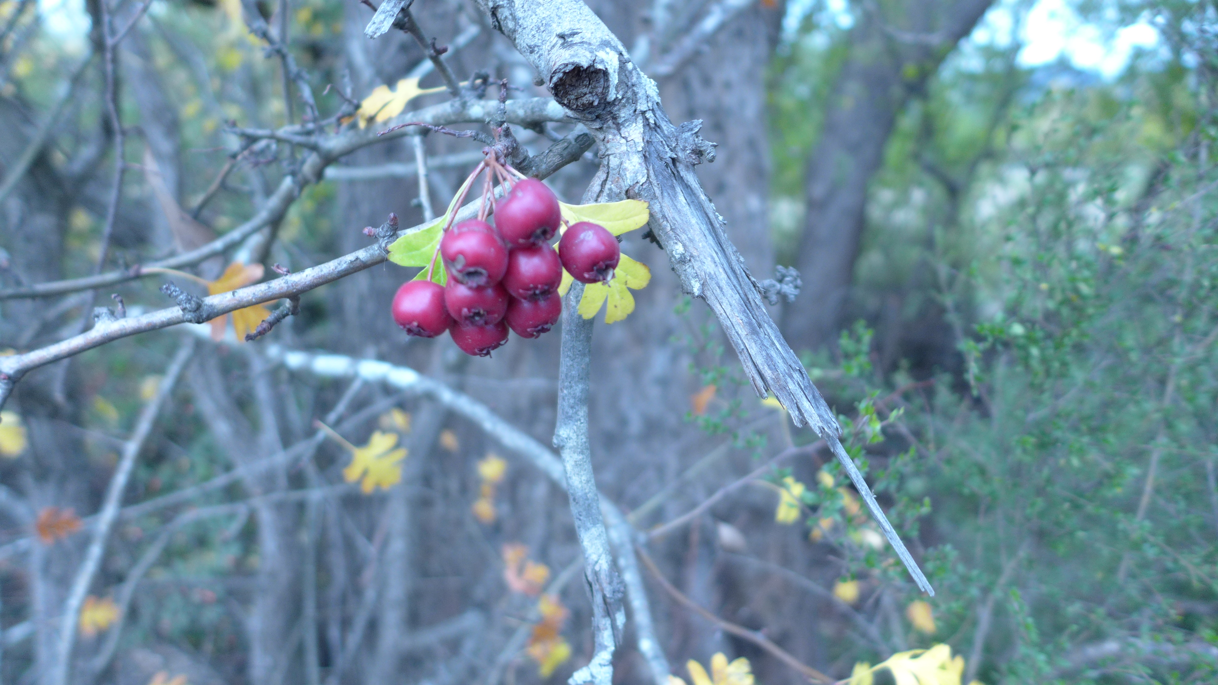 Berry