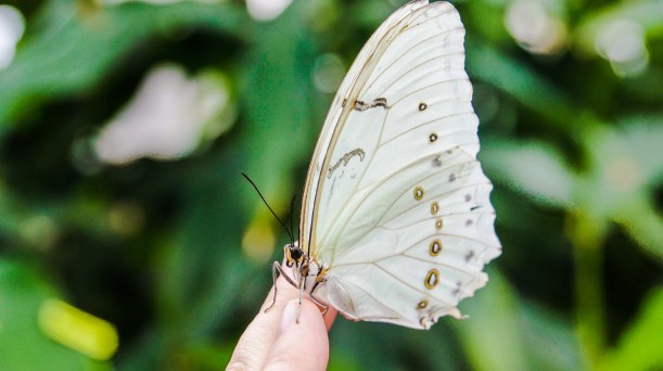 A white morpho-Un morpho blanc