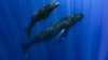 (FILE) Humpback whale and her calf in Papeete, French Polynesia. 