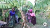 Malawi women make banana wine to fight climate change 