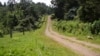 Climate Kenya Forest Road