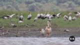 Residents on Kenya’s coast use app to track migratory birds