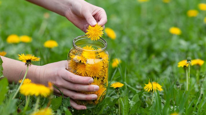Harvesting edible yellow dandelion flowers in a meadow.