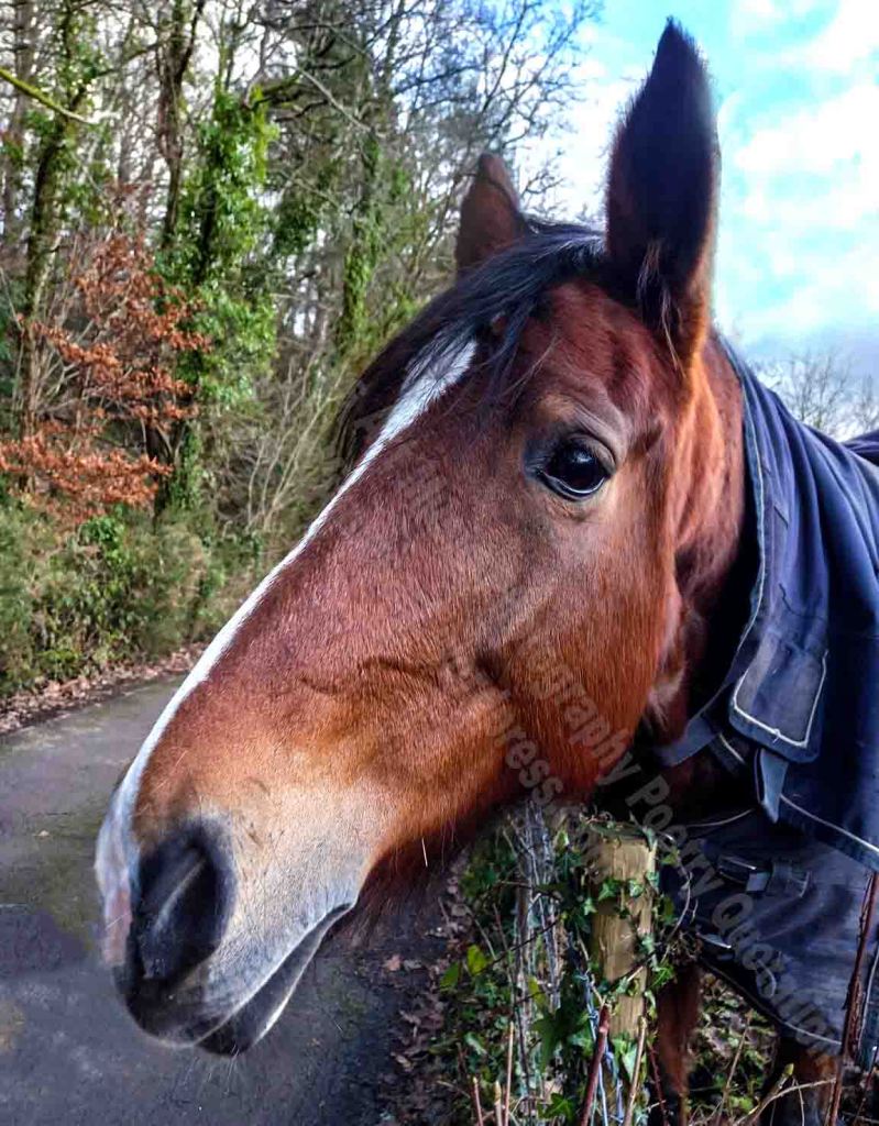 The image depicts a colour portrait of a horses head reaching out over an old lane fence. The background is composed of a winter sky and woodland.