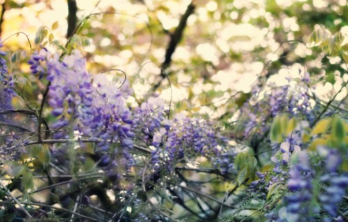 wisteria