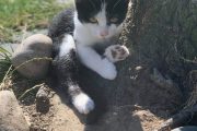 zwart wit kittens