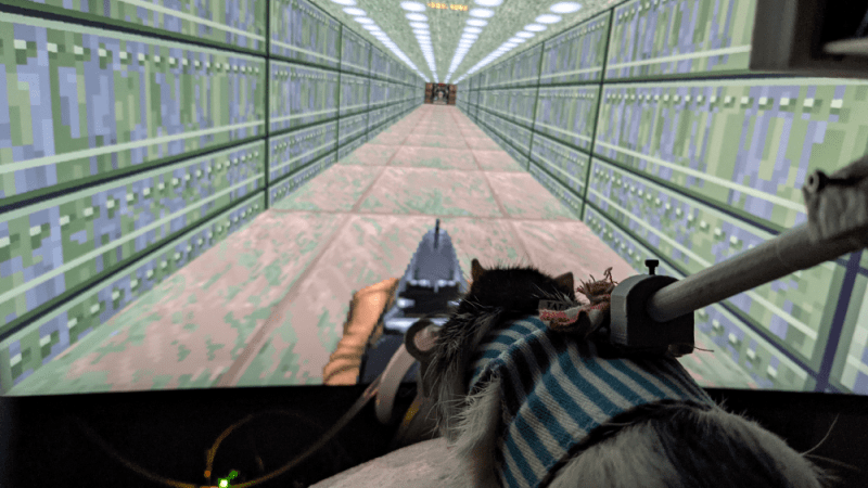 Rat playing DOOM