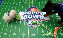 Two dogs stand on the Puppy Bowl field with the logo displayed between them.